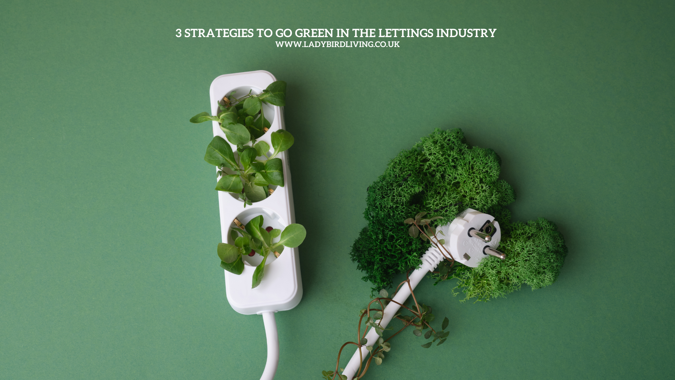 3 Strategies to go green in the lettings industry